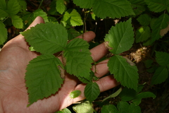 Rubus aboriginum