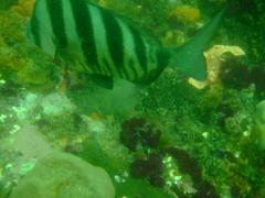 Diplodus hottentotus