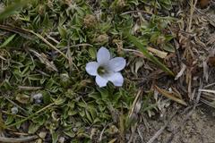 Craterocapsa
