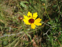 Coreopsis linifolia