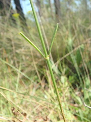 Coreopsis linifolia