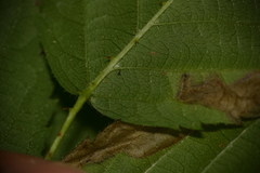 Rubus aboriginum