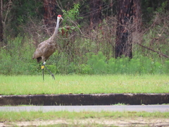 Antigone canadensis pulla