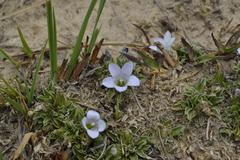 Craterocapsa