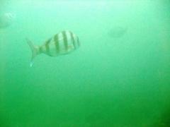 Diplodus hottentotus