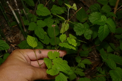 Rubus aboriginum