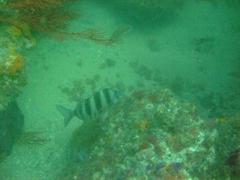 Diplodus hottentotus