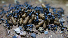 Ponerinae