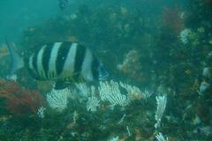 Diplodus hottentotus