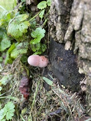 Rhodotus palmatus
