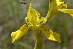 Moraea huttonii