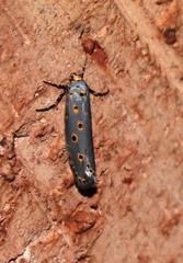 Ethmia circumdatella