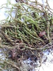 Glyphothecium sciuroides