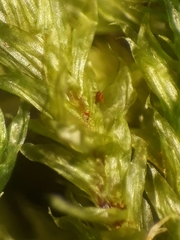 Glyphothecium sciuroides