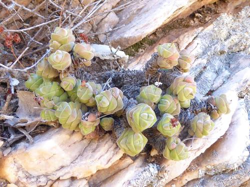Crassula columella