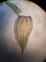 Glyphothecium sciuroides