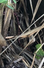 Lampropeltis annulata