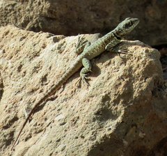 Tropidurus torquatus