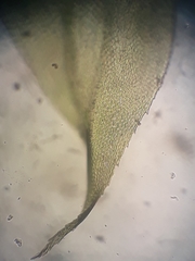 Glyphothecium sciuroides