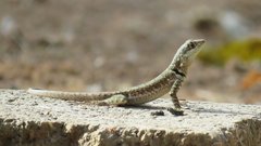 Tropidurus torquatus