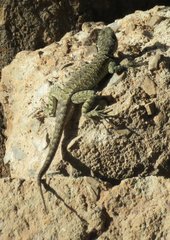 Tropidurus torquatus