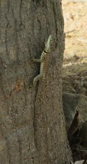 Tropidurus torquatus