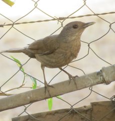 Turdus leucomelas