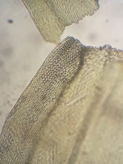 Glyphothecium sciuroides