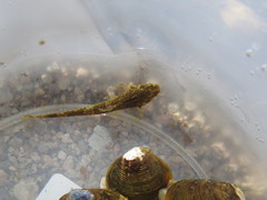 Corbicula largillierti