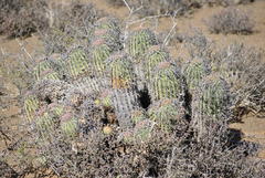 Euphorbia stellispina