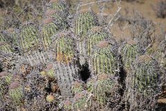 Euphorbia stellispina