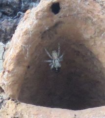 Menemerus bivittatus