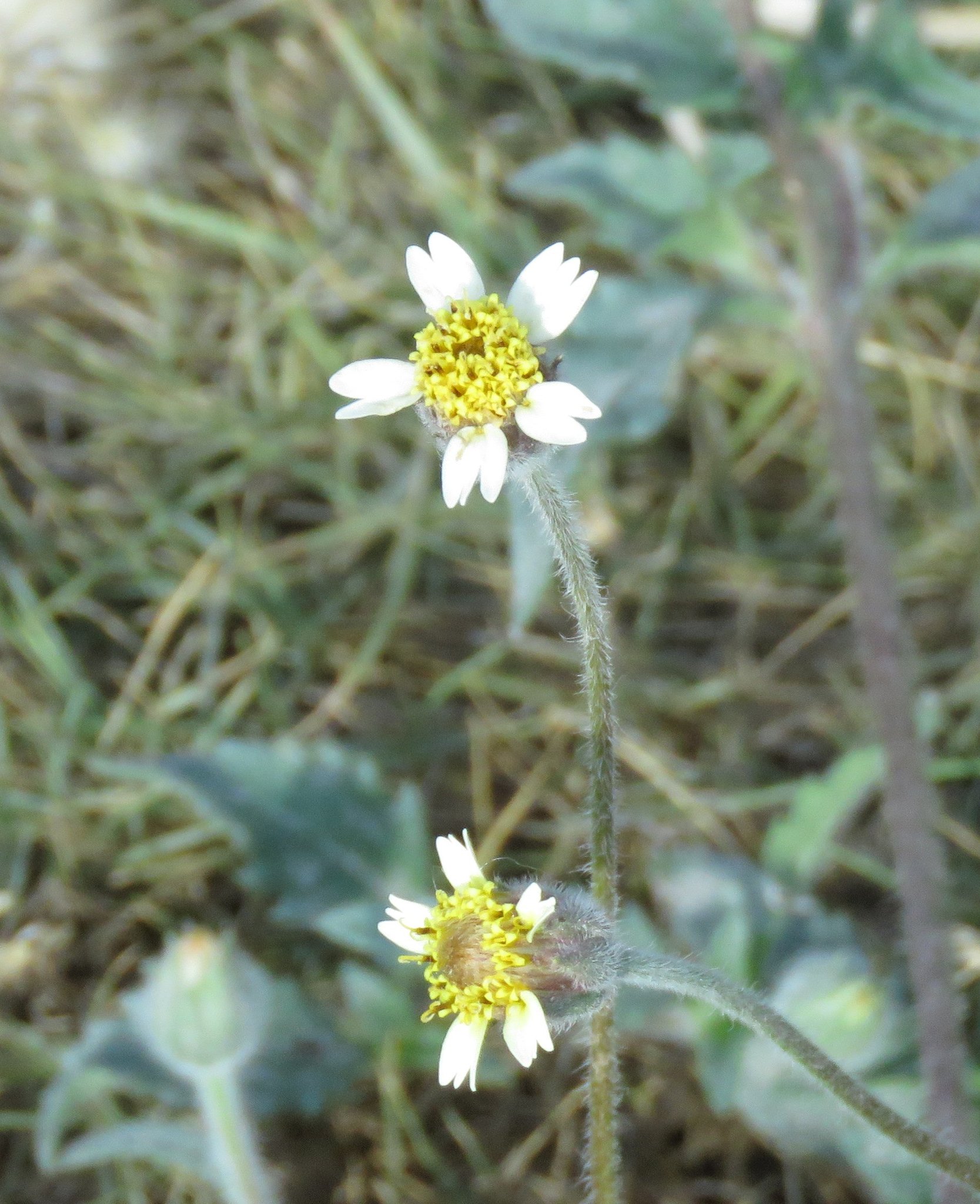 Tridax procumbens