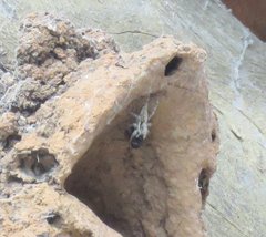 Menemerus bivittatus