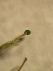 Tetraphidopsis pusilla