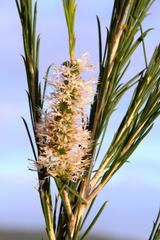 Melaleuca armillaris armillaris