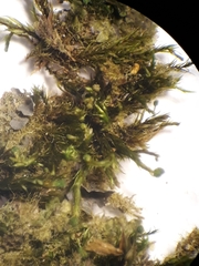 Tetraphidopsis pusilla