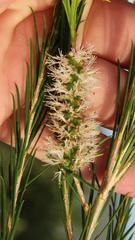 Melaleuca armillaris armillaris