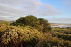 Melaleuca armillaris armillaris