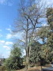 Ceiba speciosa