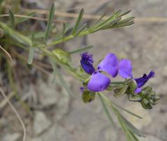 Polygala gracilenta