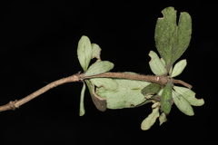 Coprosma ciliata