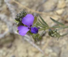 Polygala gracilenta