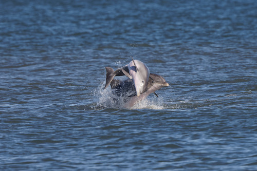 Tamanend's Bottlenose Dolphin, New Jersey, US, photo 10 of 10