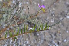 Polygala peduncularis