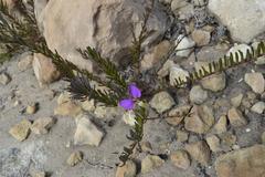 Polygala peduncularis