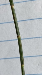 Allocasuarina paludosa