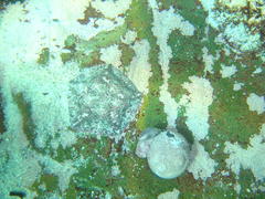 Parvulastra dyscrita