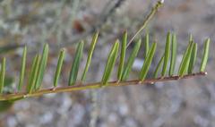 Polygala peduncularis