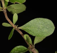 Coprosma ciliata